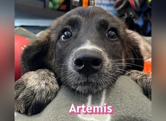 Artemis, 03/26 - hübsches Mädel sucht Familie