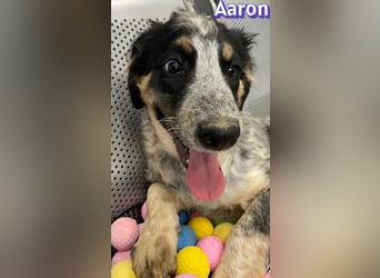 Aaron, 03/26 - möchte dein Leben bunter machen!