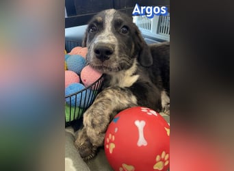 Argos, 03/26 - Wuschelkopf sucht seine Menschen