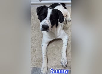 Sammy, 05/25 - verliert unverschuldet sein Zuhause, 66646 Marpingen