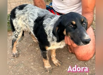 Adora, 03/26 - Mäuschen sucht Häuschen