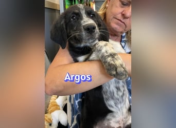 Argos, 03/26 - Wuschelkopf sucht seine Menschen