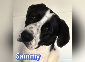 Sammy, 05/25 - verliert unverschuldet sein Zuhause, 66646 Marpingen