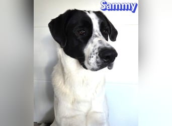 Sammy, 05/25 - verliert unverschuldet sein Zuhause, 66646 Marpingen