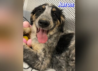 Aaron, 03/26 - möchte dein Leben bunter machen!