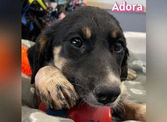 Adora, 03/26 - Mäuschen sucht Häuschen