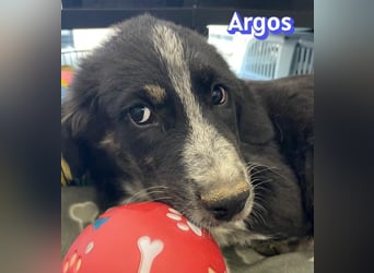 Argos, 03/26 - Wuschelkopf sucht seine Menschen