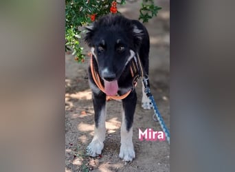 Mira, 03/26 - Malinois Mix sucht verantwortungsvolle Menschen