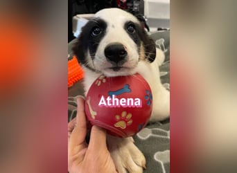 Athena, 03/26 - Welpe sucht Zuhause