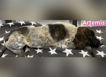 Artemis, 03/26 - hübsches Mädel sucht Familie