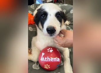 Athena, 03/26 - Welpe sucht Zuhause