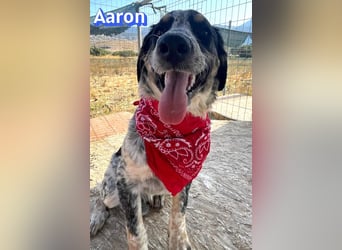 Aaron, 03/26 - wartet in 64646 Heppenheim auf Besuch