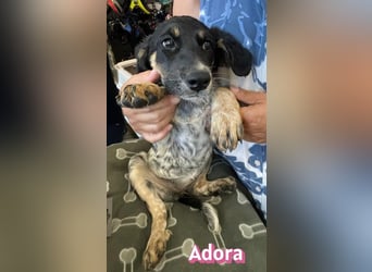 Adora, 03/26 - Mäuschen sucht Häuschen