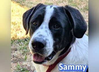 Sammy, 05/25 - verliert unverschuldet sein Zuhause, 66740 Saarlouis