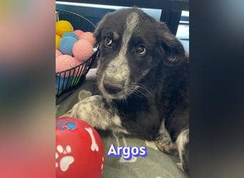Argos, 03/26 - Wuschelkopf sucht seine Menschen