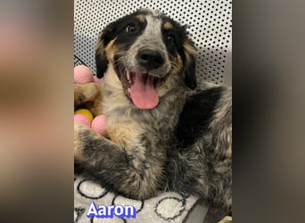 Aaron, 03/26 - möchte dein Leben bunter machen!