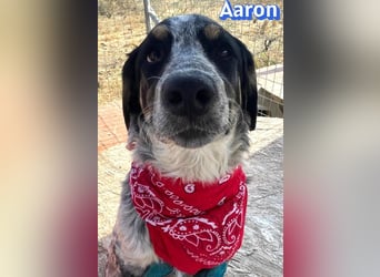 Aaron, 03/26 - wartet in 64646 Heppenheim auf Besuch