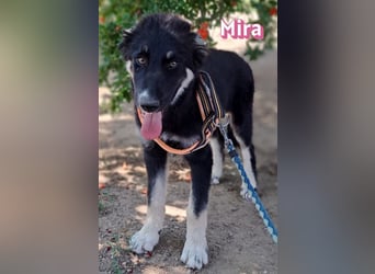 Mira, 03/26 - Malinois Mix sucht verantwortungsvolle Menschen