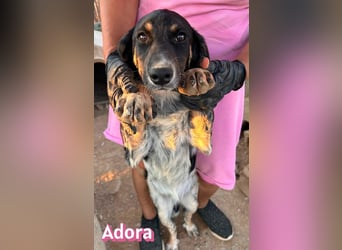 Adora, 03/26 - Mäuschen sucht Häuschen