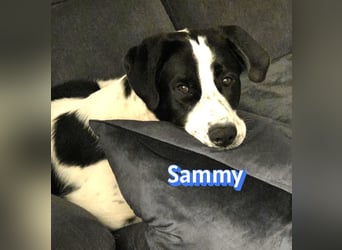Sammy, 05/25 - verliert unverschuldet sein Zuhause, 66646 Marpingen