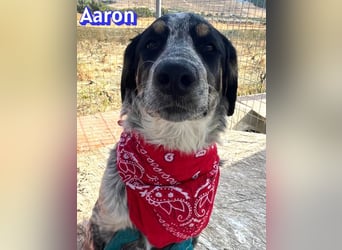 Aaron, 03/26 - wartet in 64646 Heppenheim auf Besuch