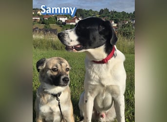 Sammy, 05/25 - verliert unverschuldet sein Zuhause, 66646 Marpingen