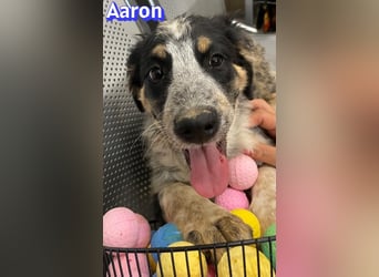 Aaron, 03/26 - möchte dein Leben bunter machen!