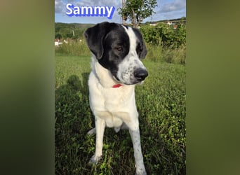 Sammy, 05/25 - verliert unverschuldet sein Zuhause, 66646 Marpingen