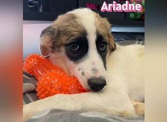 Ariadne, 03/26 - Baby sucht Familie