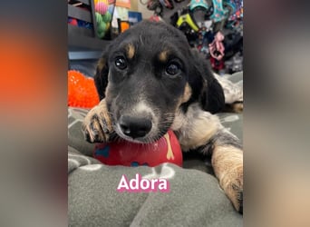 Adora, 03/26 - Mäuschen sucht Häuschen