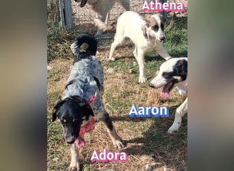 Adora, 03/26 - Mäuschen sucht Häuschen