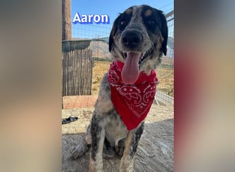 Aaron, 03/26 - wartet in 64646 Heppenheim auf Besuch