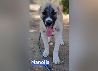 Manolis, 03/26 - Malinois Mix sucht verantwortungsvolle Menschen