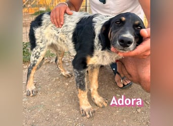Adora, 03/26 - Mäuschen sucht Häuschen