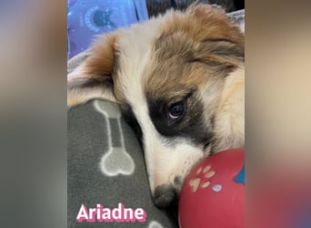 Ariadne, 03/26 - Baby sucht Familie