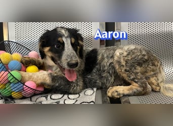 Aaron, 03/26 - möchte dein Leben bunter machen!