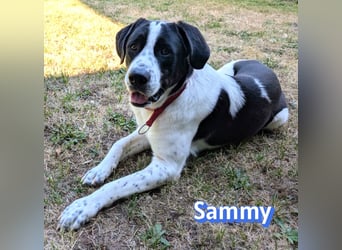 Sammy, 05/25 - verliert unverschuldet sein Zuhause, 66740 Saarlouis