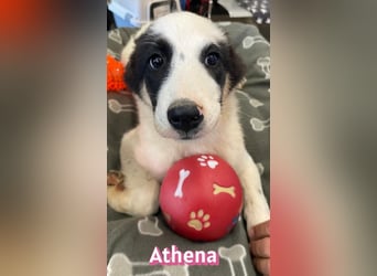 Athena, 03/26 - Welpe sucht Zuhause