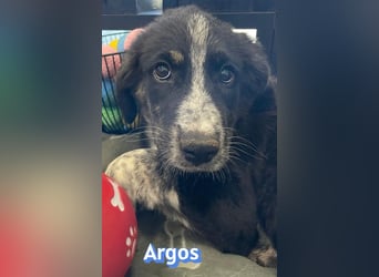 Argos, 03/26 - Wuschelkopf sucht seine Menschen