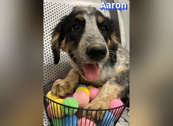 Aaron, 03/26 - möchte dein Leben bunter machen!