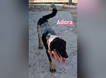Adora, 03/26 - Mäuschen sucht Häuschen