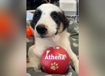 Athena, 03/26 - Welpe sucht Zuhause