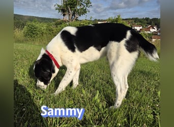 Sammy, 05/25 - verliert unverschuldet sein Zuhause, 66646 Marpingen