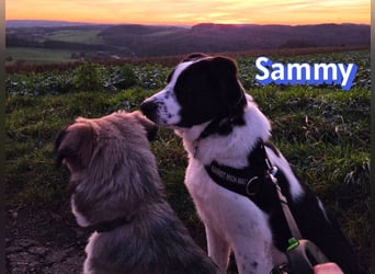 Sammy, 05/25 - verliert unverschuldet sein Zuhause, 66646 Marpingen