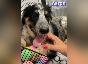Aaron, 03/26 - möchte dein Leben bunter machen!