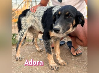 Adora, 03/26 - Mäuschen sucht Häuschen
