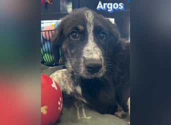 Argos, 03/26 - Wuschelkopf sucht seine Menschen
