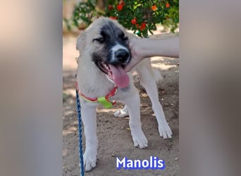 Manolis, 03/26 - Malinois Mix sucht verantwortungsvolle Menschen