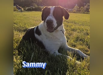 Sammy, 05/25 - verliert unverschuldet sein Zuhause, 66646 Marpingen