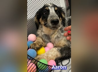 Aaron, 03/26 - möchte dein Leben bunter machen!